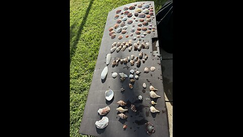 Acid Magic Seashells | 4K
