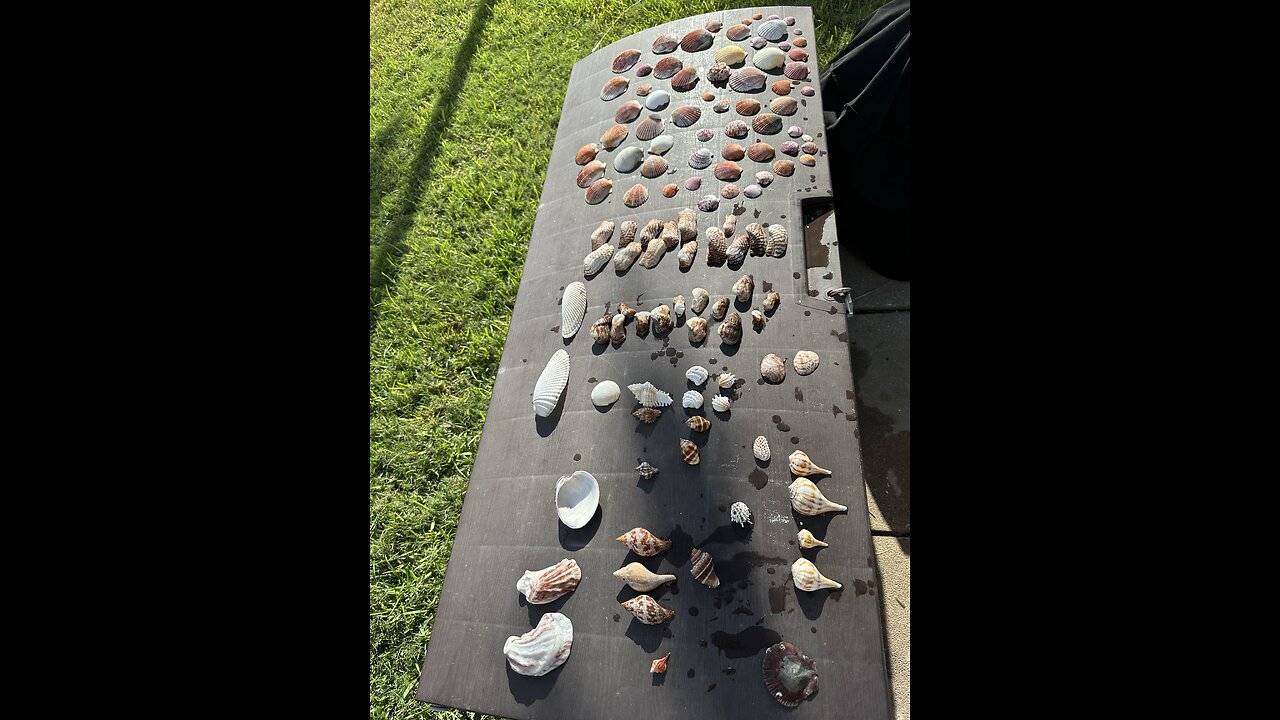 Acid Magic Seashells | 4K