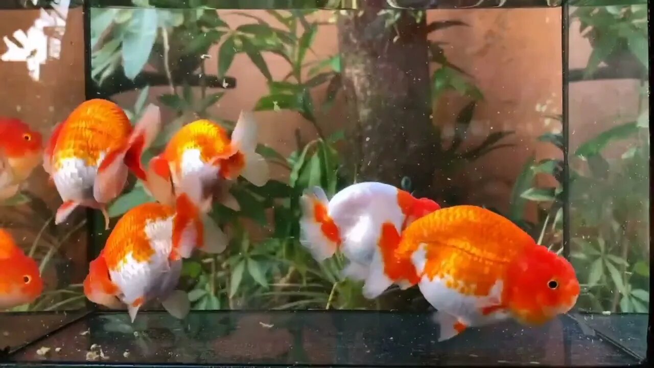 Wow super beautiful goldfish in tank49 8