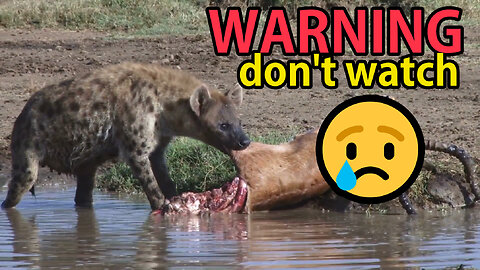 BEWARE Amazing Hyena Eating Their Prey - AnimalHero
