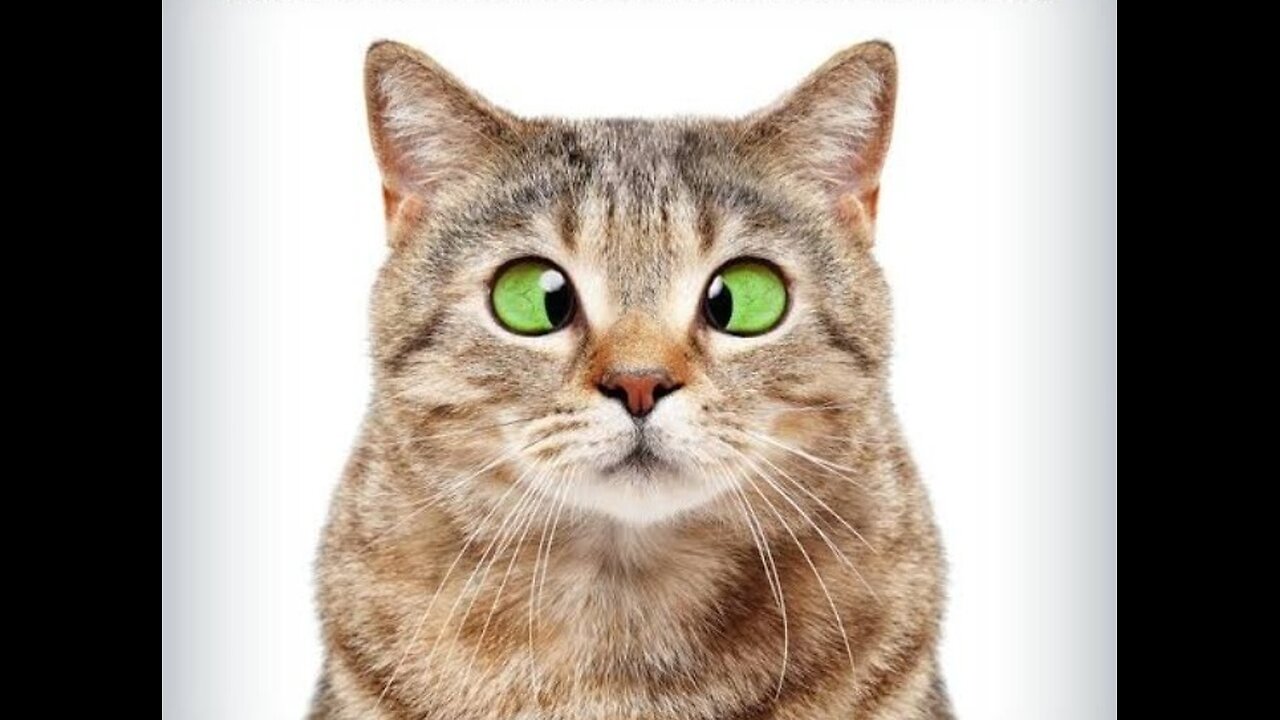 Funny animal video 2024