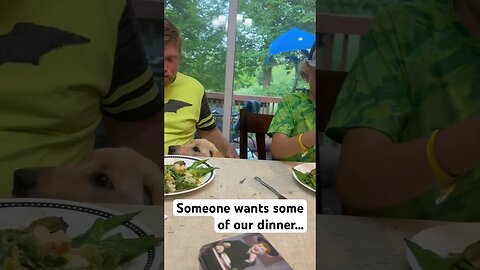 Someone REALLY wants to be at the dinner table with us #puppies #animals #shorts