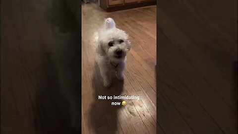 This Voice Filter on a Dog 😂