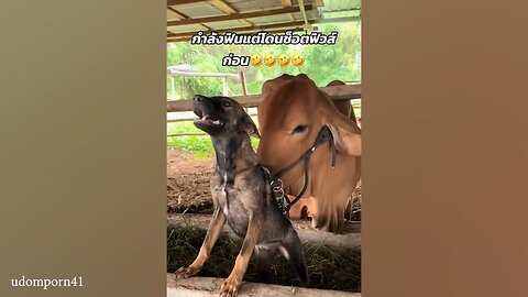 Animal funny video