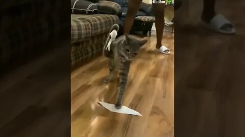 Best funniest cats video part 4🤣😹🐱🦖