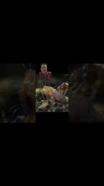 This caterpillar is a carnivore and mimic!