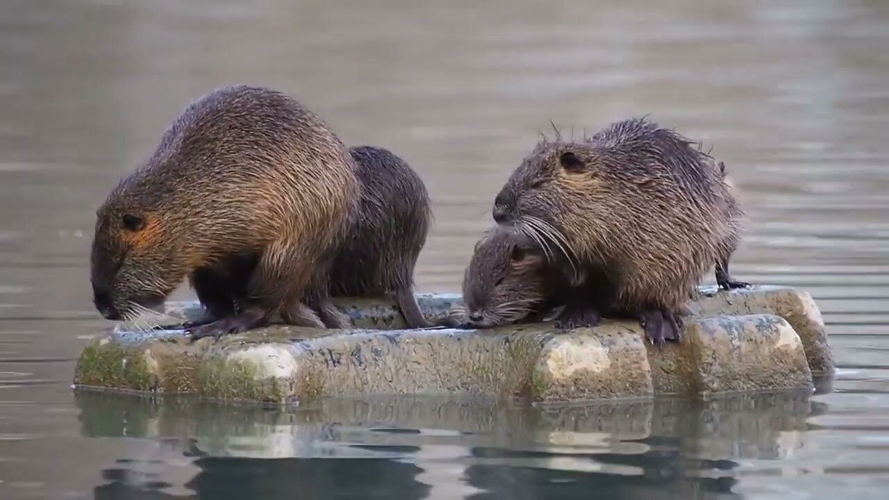 Wildlife Video | Animals Video | Best animals compilation | Forest Animals for Kids