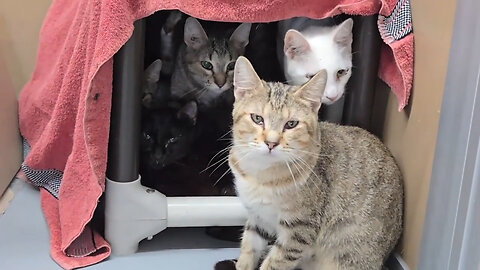 Dozens Of Cats In Iowa Found Trapped In Hot Van