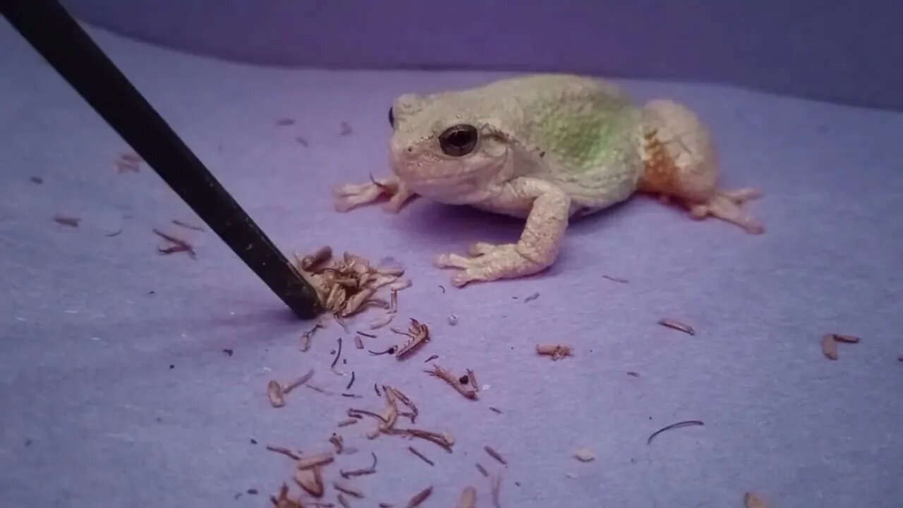 FEEDING FREEZE-DRIED CRICKET TO CEDAR THE TREEFROG (05/03/23) 🎶