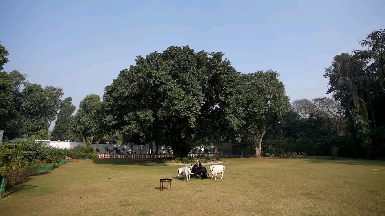 पीएम मोदी गाय की सेवा