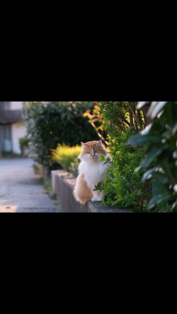 Wood Cat Funny videos| Lovely Wood Cat videos and Wood Cat