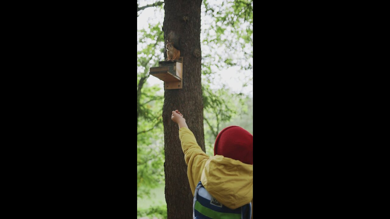 A Little Boy Feeding a Squirrel in the Forest