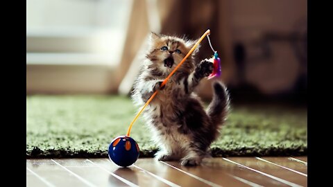 OMG So Cute Cats ♥ Best Funny Cat Videos 2021