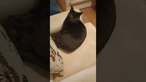 Make yourself at home...🐈‍⬛🐆🙄