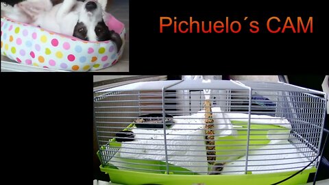 Pichuelo´s CAM, musica relax para practica, contemplación, meditación