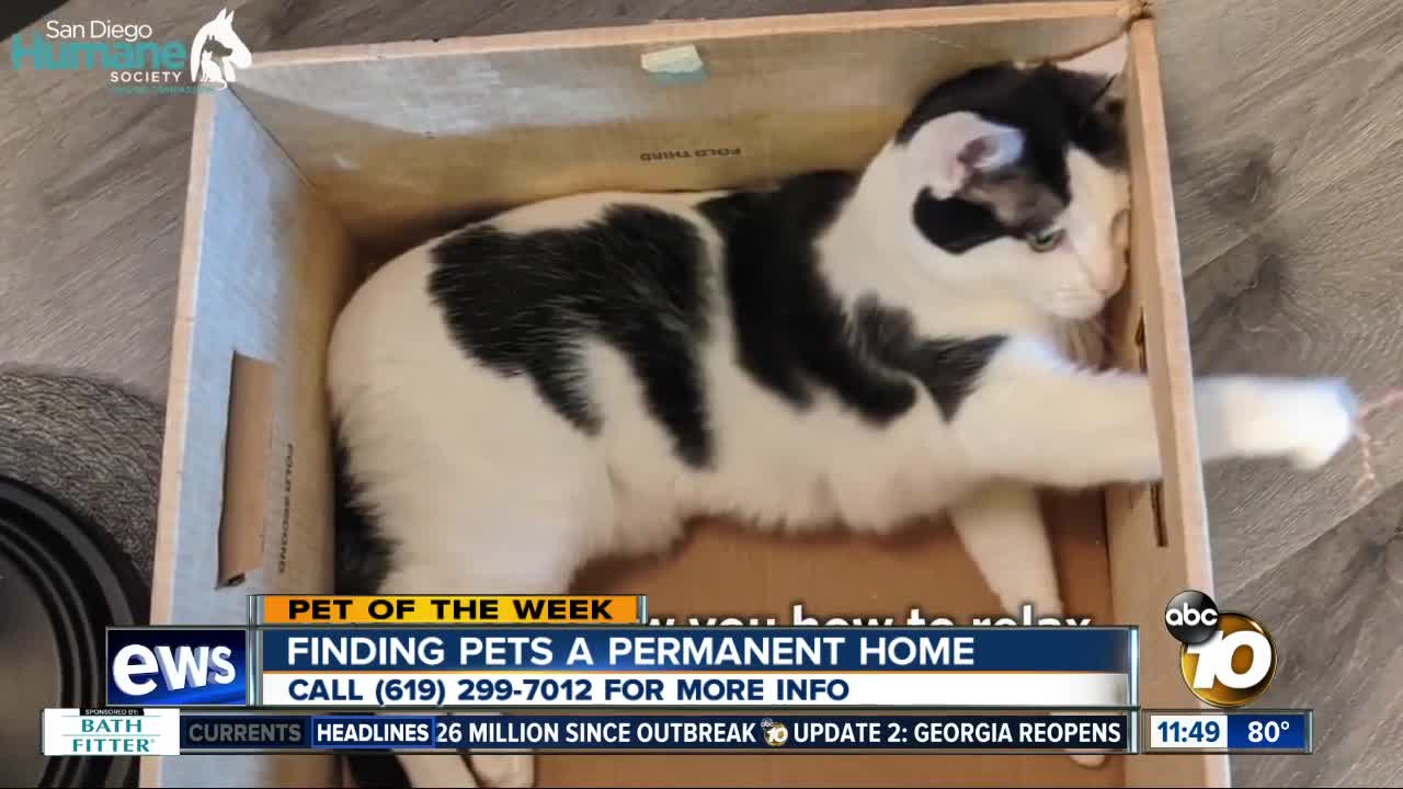 Pet of the Week: Hanai