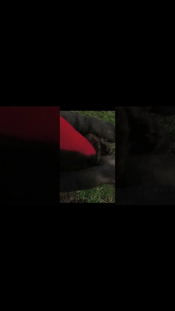 no GW!! #relic #coins #treasure #coinhoard #silverage #metaldetecting #frog #coin #buttons