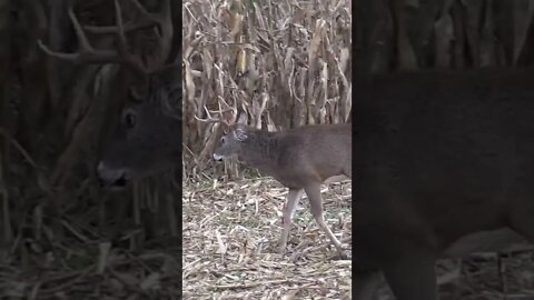 Did you know bucks did this? #shorts #deer #deerhunting