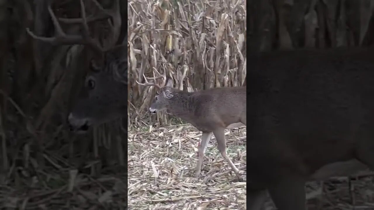 Did you know bucks did this? #shorts #deer #deerhunting