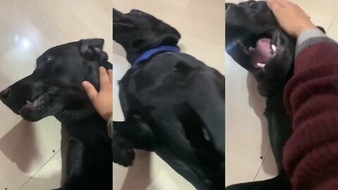 Black dogs are actually very cute