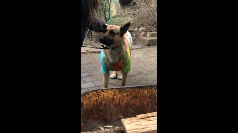 dressed dog