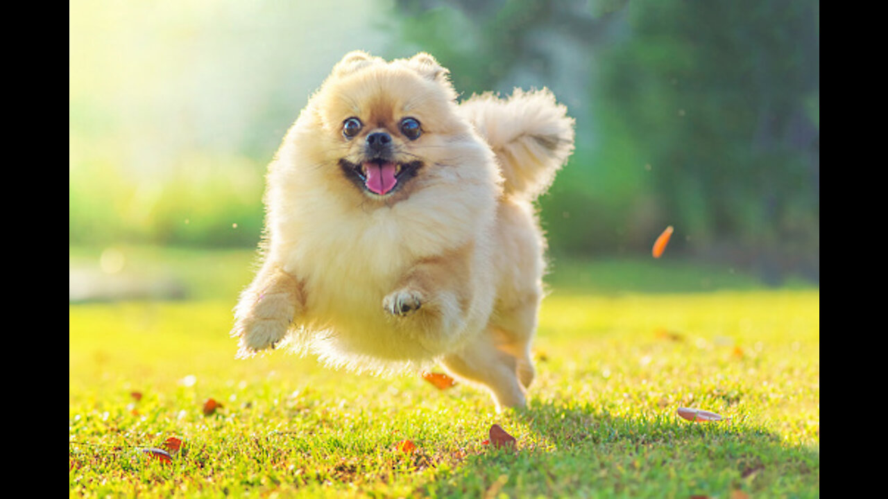 Puppies posing