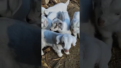 Celo Pets Animais Engraçados Funny Animals Channel 🐶🐱4