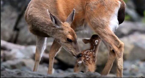 Cute baby deer jumping and playing.