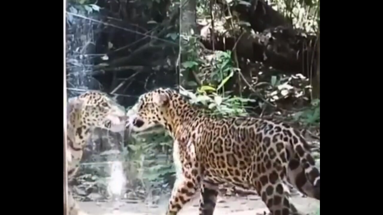 Reactions of animals when there is a mirror in nature.