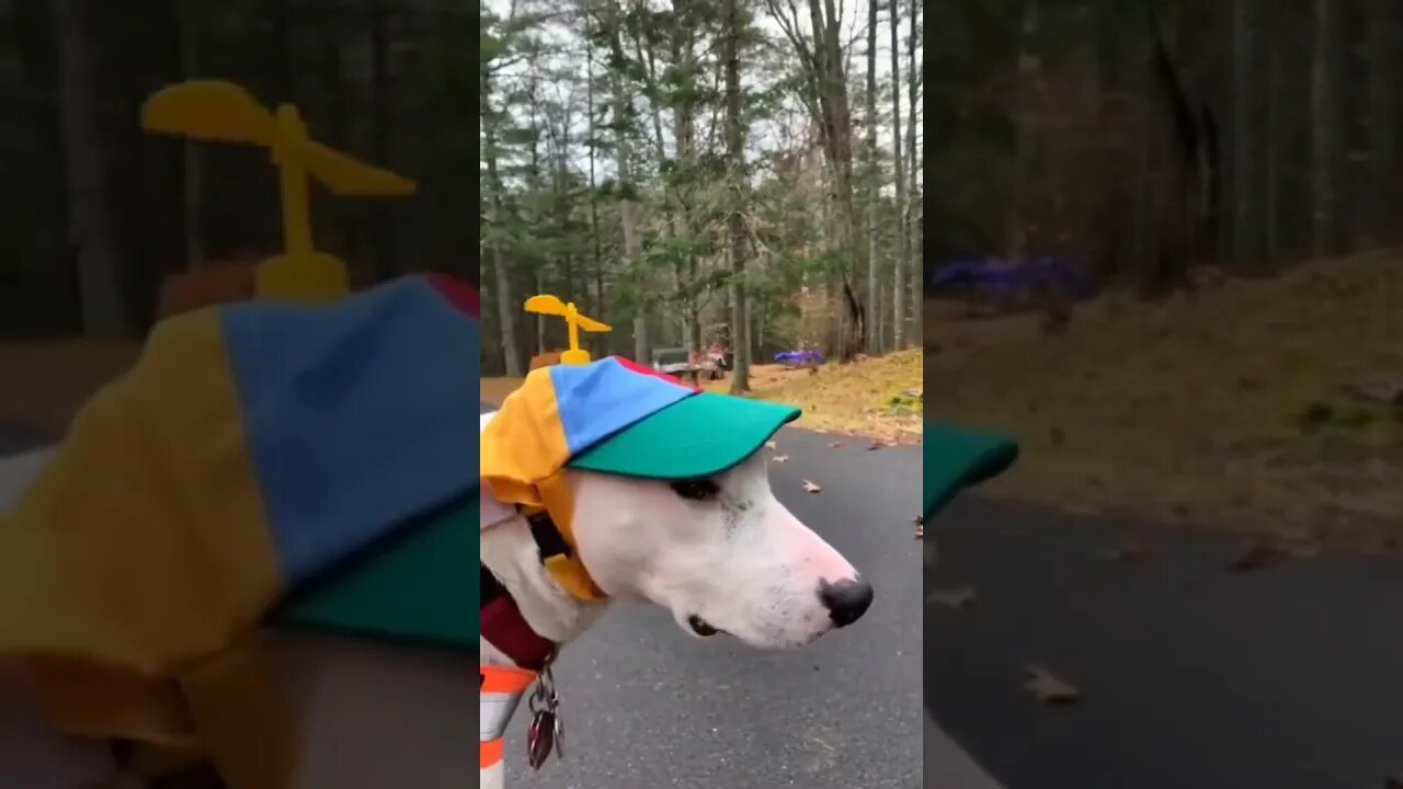 Try not to laugh Funny animals shorts funnyvideos
