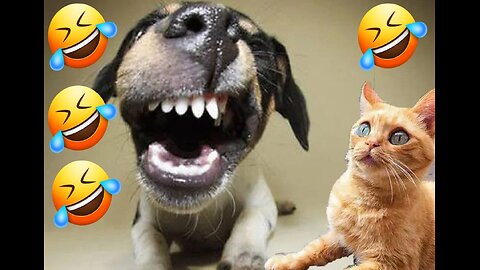 Funny Animal Videos (Dogs & Cats) Part 5
