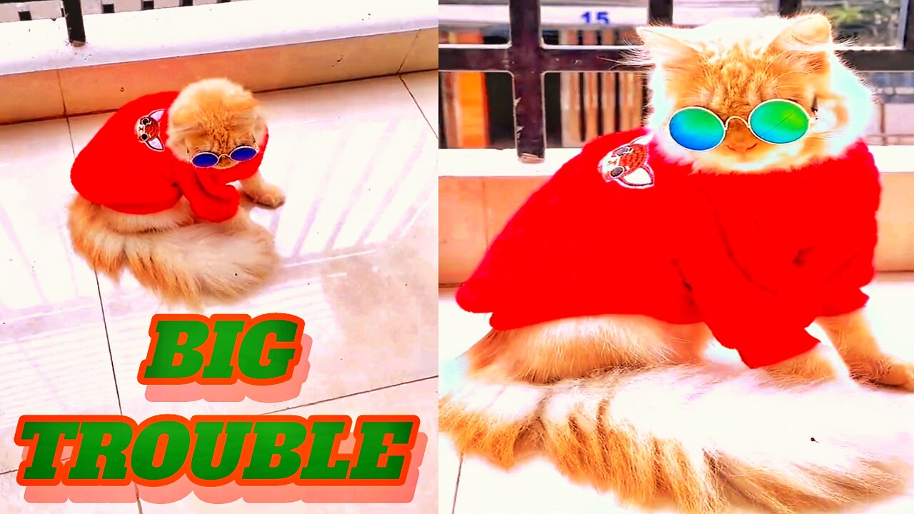 He is in great pain๐๐ animal planet too cute kittens, ๐๐