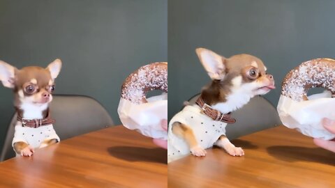 Tiny Dog Wants Donut That Is Almost As Big As Him