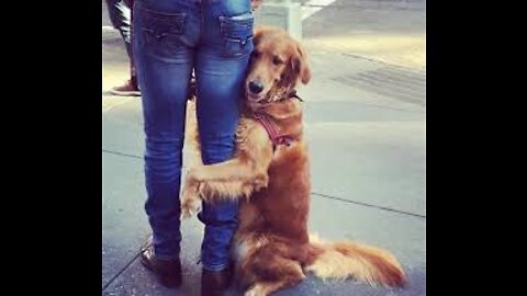 Why Dog Love Their owners? Do Dogs Really Love Humans..