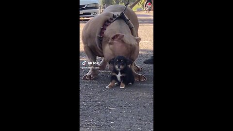 biggest pitbull in the world