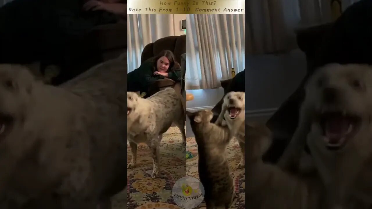 Funny & Fails with Humans and Animals -16 #youtubeshorts #shorts #funny