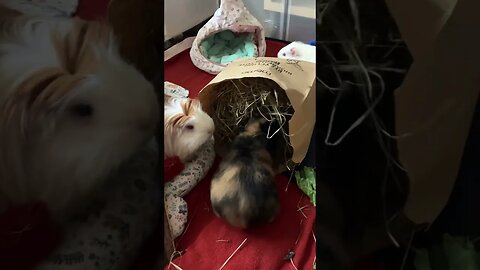 Guinea pigs love their hay bag