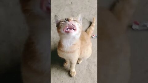 cat is meowing for mom #shorts #animals #meow1