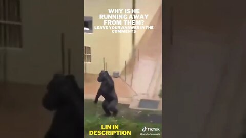 Funny monkeys