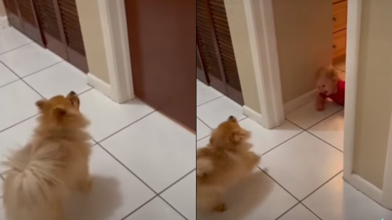 Baby plays the cutest game of peekaboo with his puppy