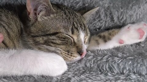 Grabbing the Cat's Whiskers
