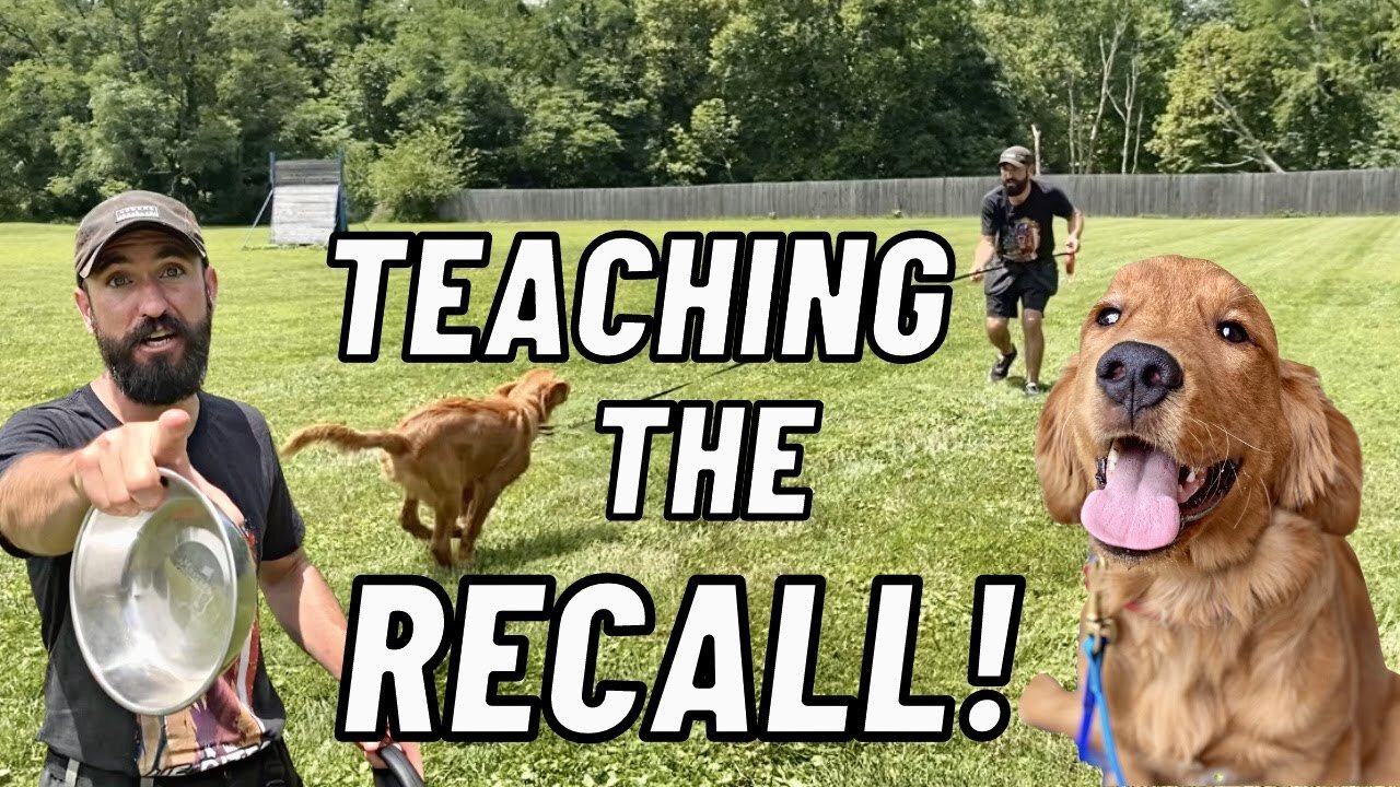 HOW TO Train Your Dog/ Puppy To COME WHEN CALLED!