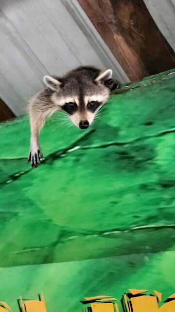 Adorable Racoon on top of Gatorland food store trying to get some grub before he becomes grub!