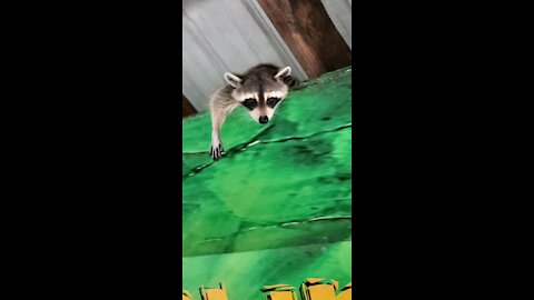 Adorable Racoon on top of Gatorland food store trying to get some grub before he becomes grub!