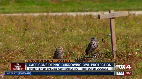 Meeting to protect burrowing owls