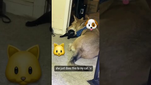 she be trying to eat Lucy :’v #dog #cat #doglovers #catlover #doggo #catvideos #dogsandcats