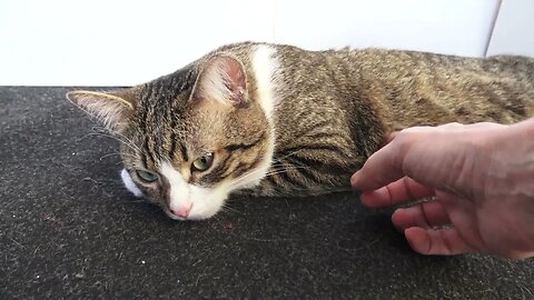 Cat Put a Paw under His Chin