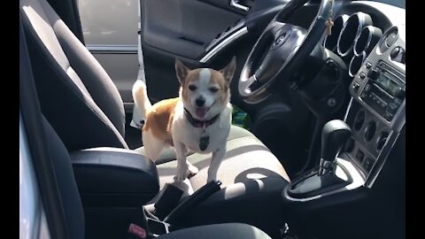 Dog spotting ~ My car. Not my doggie.