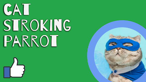 cat strokes the parrot