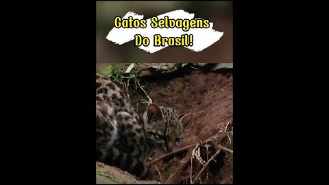 Gatos Selvagens Do Brasil! #shorts